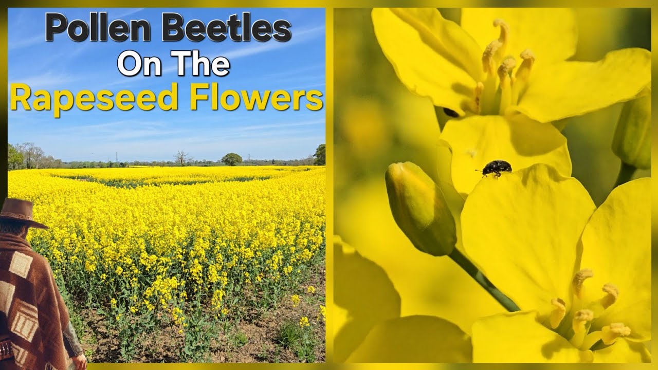 Pollen Beetles On The Yellow Rapeseed Flowers - Winwick Lane, Northamptonshire
