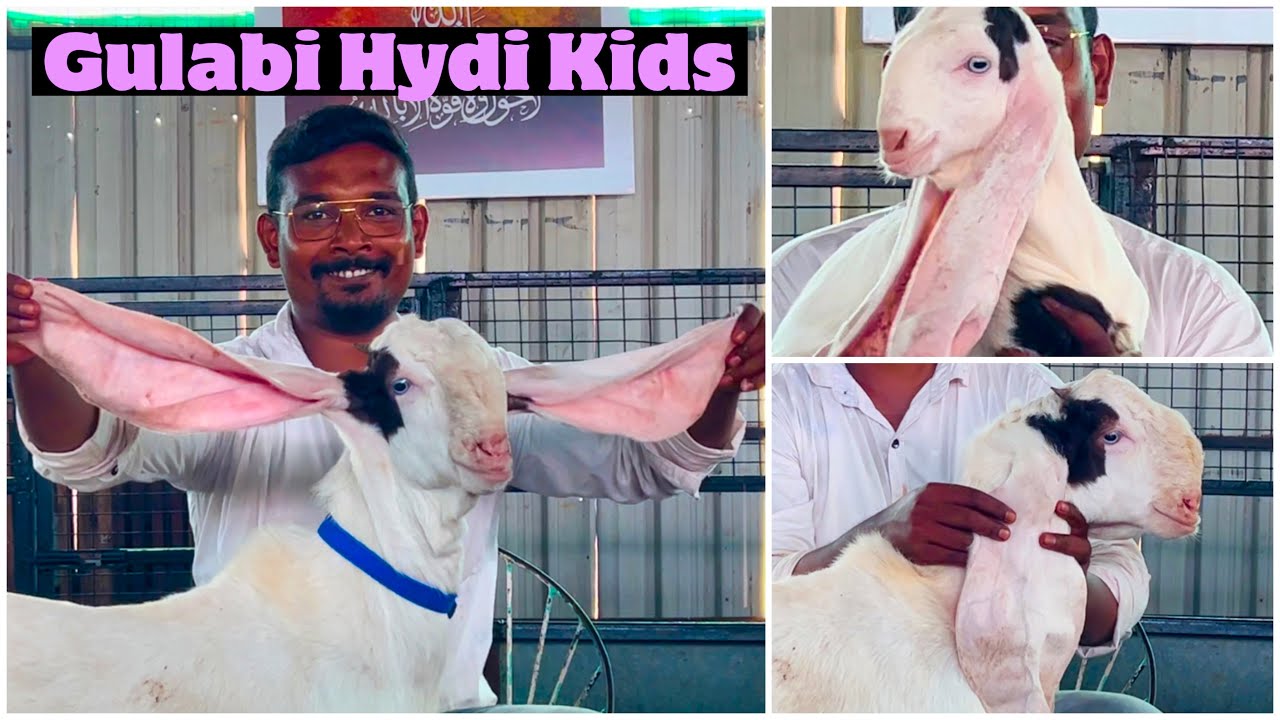 Top Breedline Gulabi Hyderabadi Male Kids in Gulbarga at Premium Hydi Goat Farm