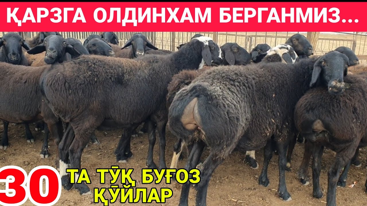 ҚАРЗГА СӮРАГАНЛАР ОХИРИГАЧА КӮРИНГЛАР. 