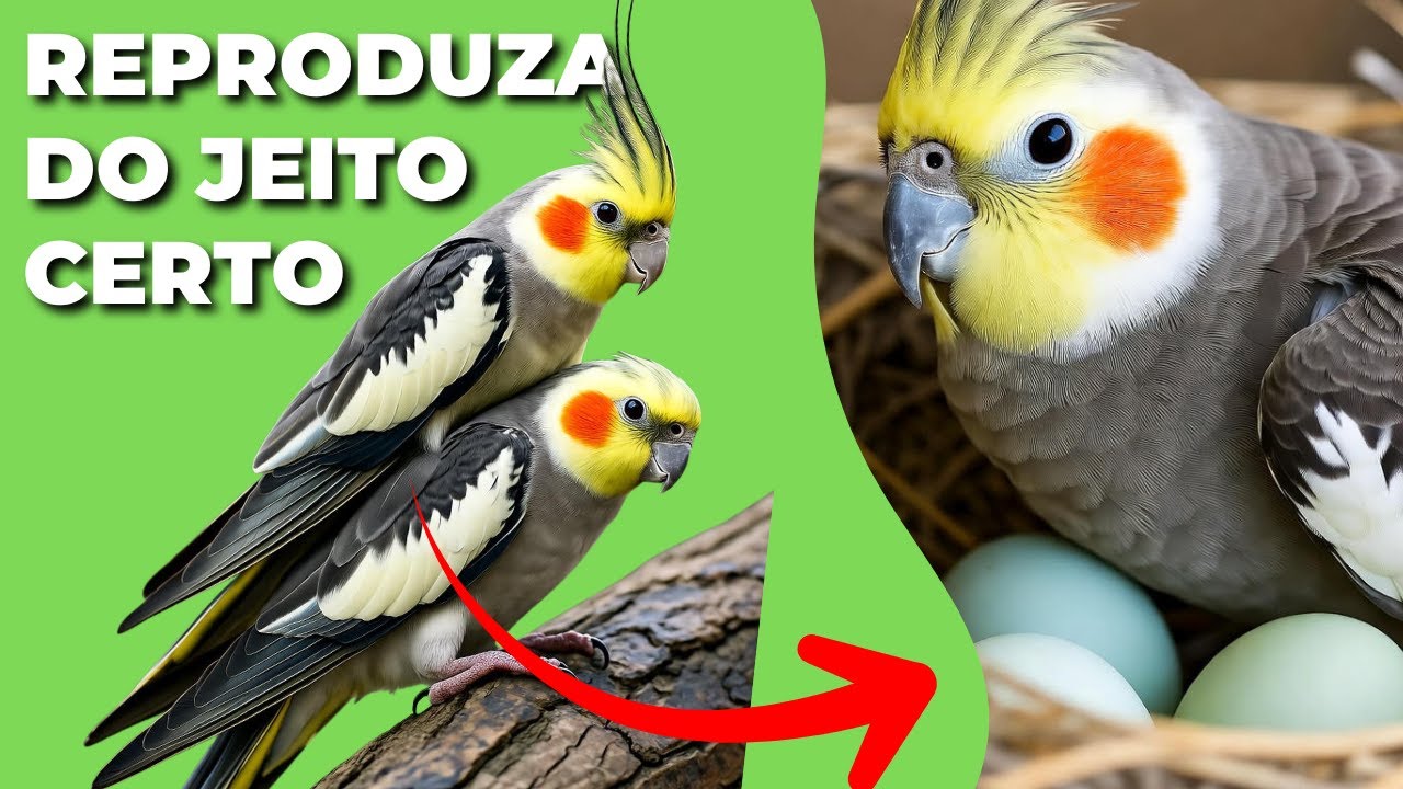 COMO REPRODUZIR CALOPSITAS EM CASA JEITO CERTO (Passo a Passo Completo!)