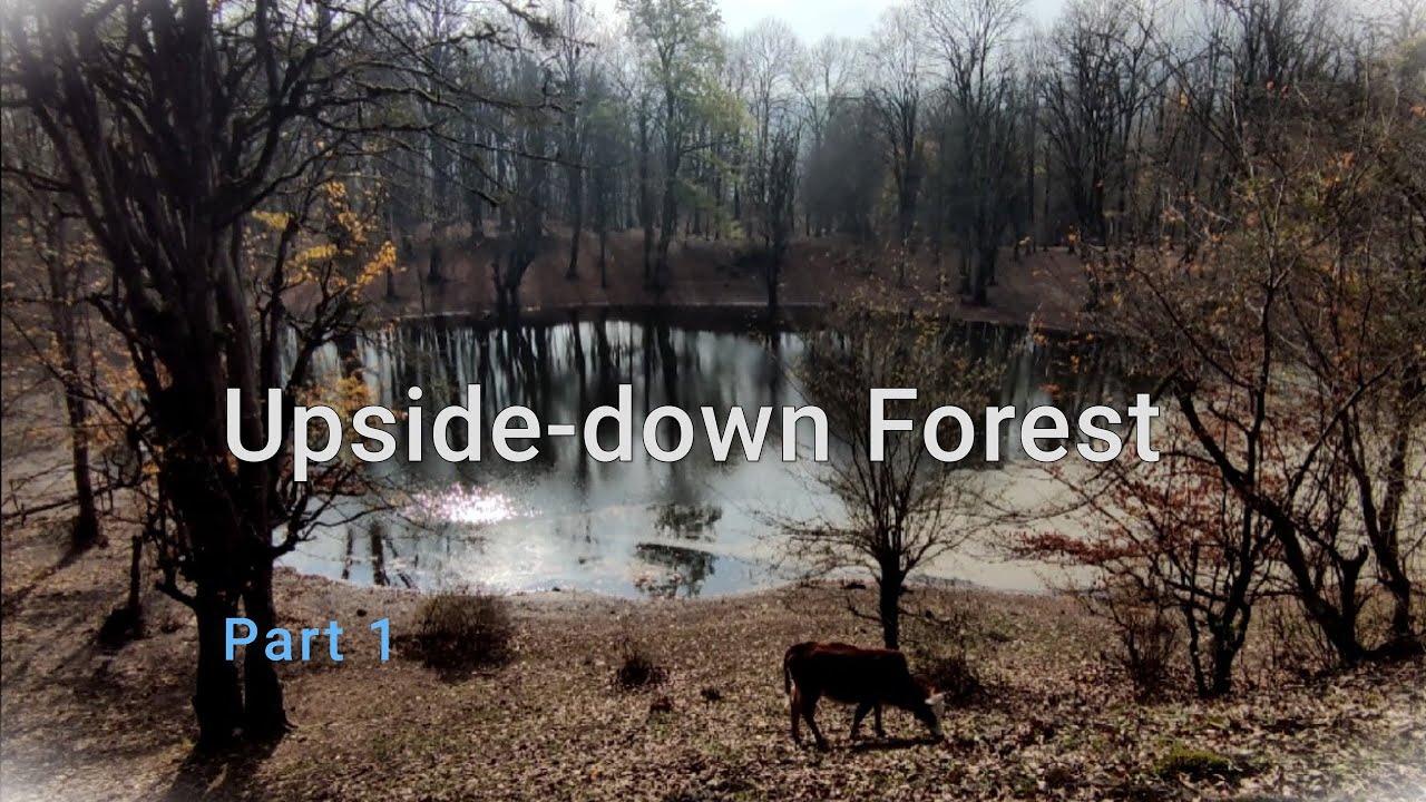 Upside-down Forest (Part 1)