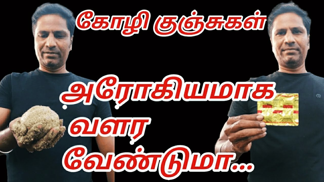 இளம் குஞ்சிகள் வேகமாக வளர உணவு முறை...