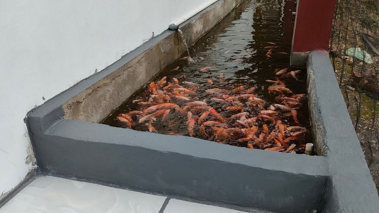 MEMANFAATKAN LAHAN SEMPIT BIKIN KOLAM IKAN NILA KECIL