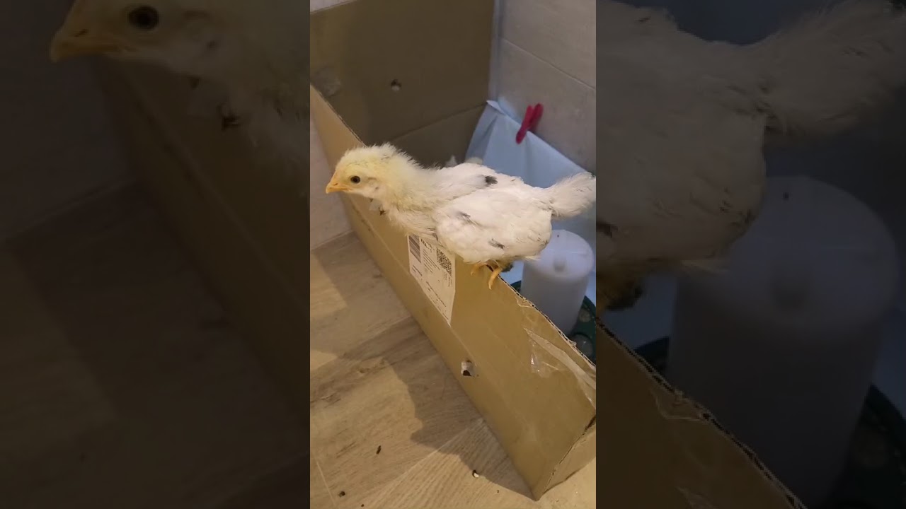 Zimowy poranek patrzymy na kaczuchy razem z Milusiem