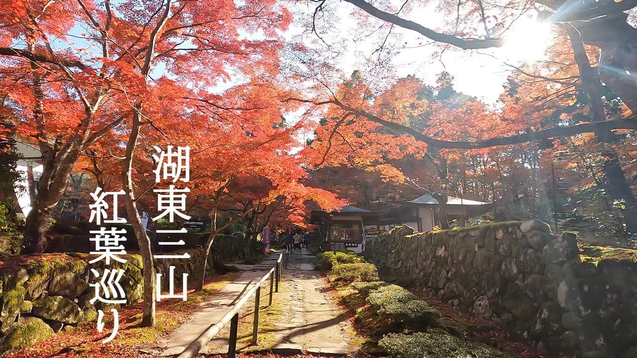 湖東三山紅葉巡り　【４K】【紅葉】