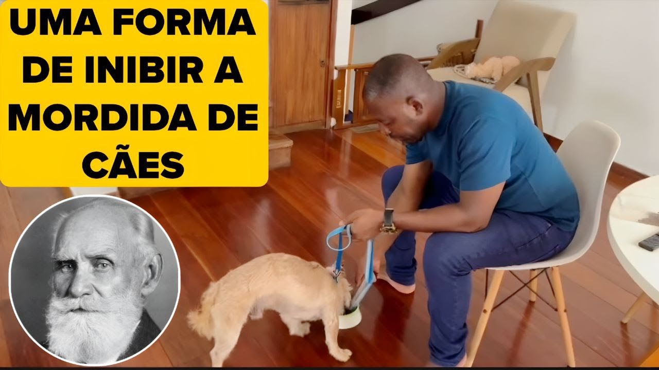 AGRESSIVIDADE CANINA TEM TRATAMENTO 