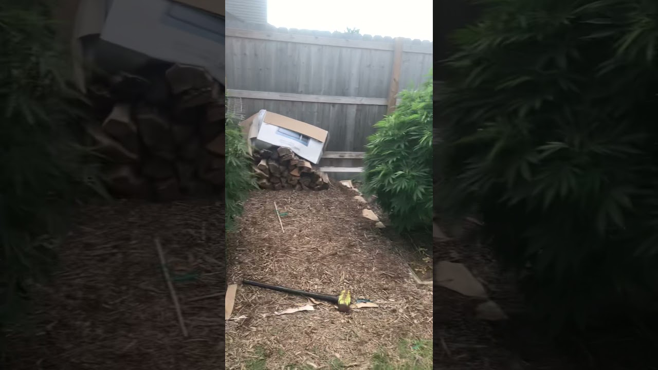 Outdoor grow 2021
