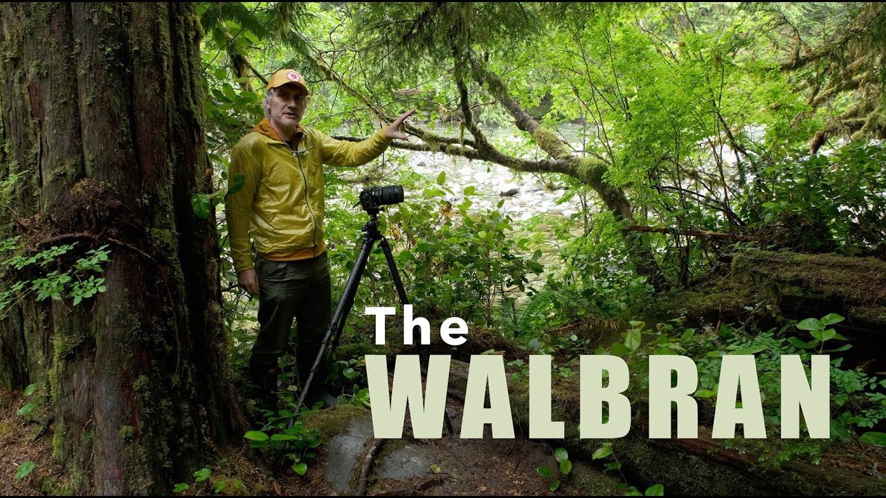 Losing myself in the WALBRAN | Vancouver Islands ANCIENT rainforest