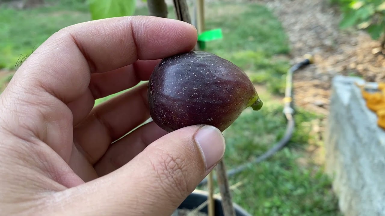 تذوق تين اسمه سيلتس ل د أ باكور أو دافور الغلة الاولى للموسمtaste fig Celt's LDA #breba
