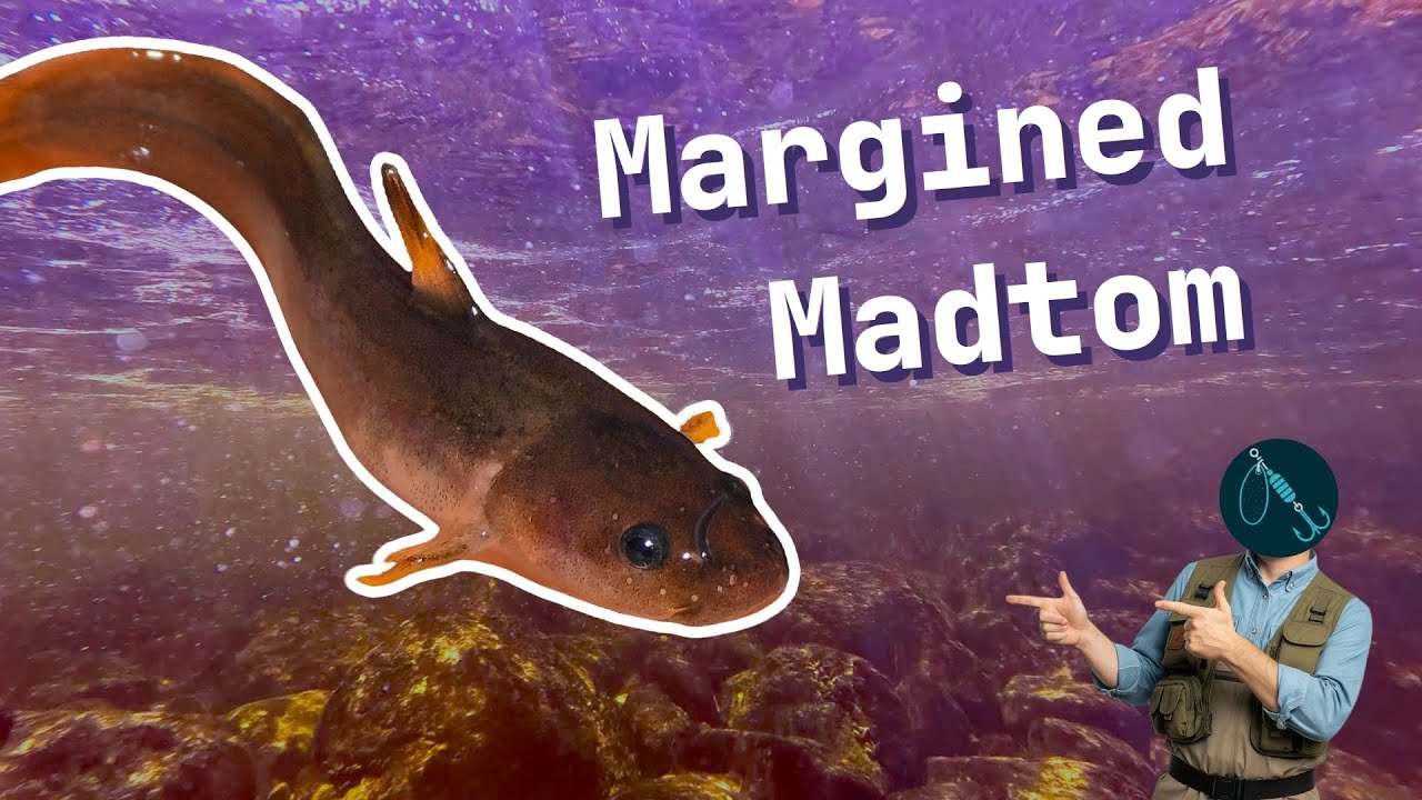 Life of the Margined Madtom Catfish
