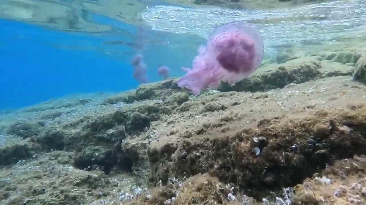 Jellyfish Getting Stranded On The Rocks In Milina, Greece