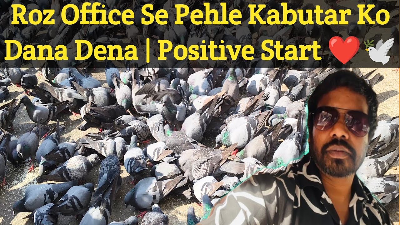 Office Jaane Ka Safar, Kabutar Ke Sath 🕊️#kabutar#pigeonfeeding#birdfeeding#kabutarlove#youtubeviral