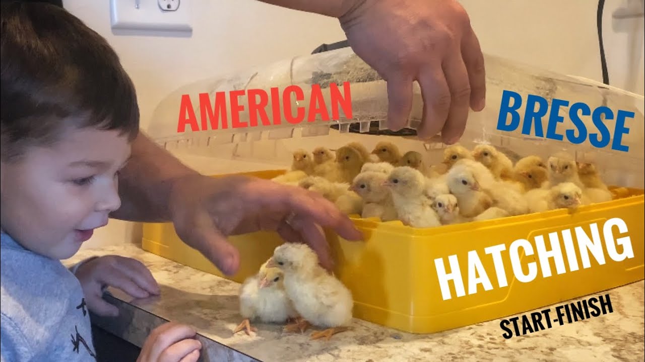 Hatching American Bresse eggs from our coop