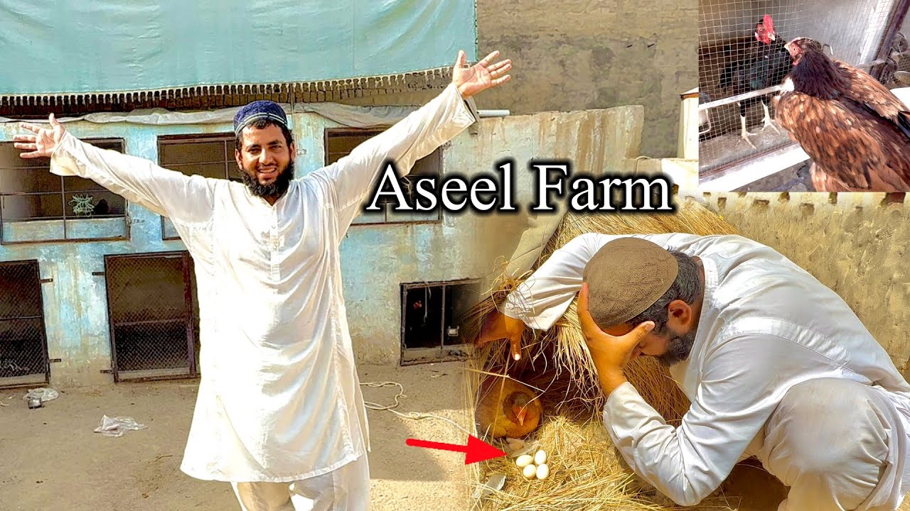 Aseel Farm Routine Change 🤔 Female Eggs Surprise 😮 