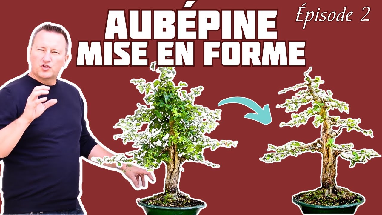 PREMIÈRE mise en FORME d'une AUBÉPINE 🌱 NEJIKAN BONSAI