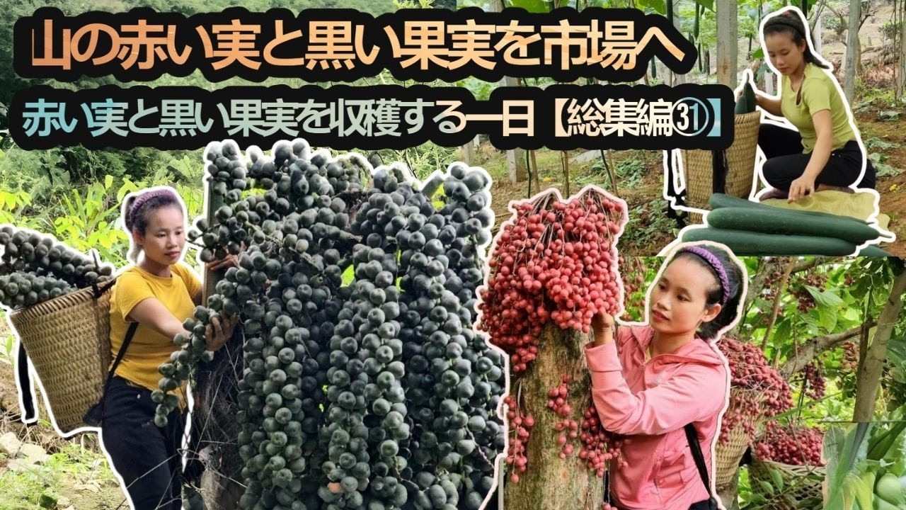 圧倒的な実りの森｜赤い実と黒い果実を収穫する一日【総集編㉛】