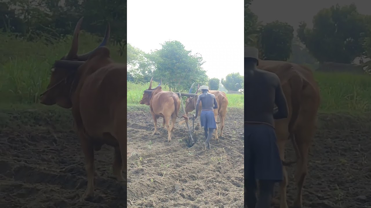 Indian Cattle Plowing Paddy Field | Traditional Farming in Tamil Nadu Village | Indian Agriculture