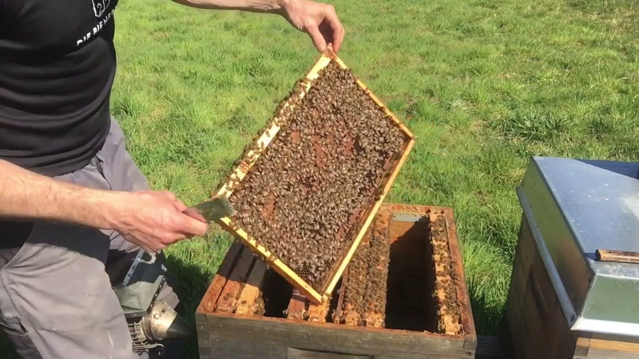 April - Vorbereitung für das Aufsetzten der Honigräume - Imkern mit Dadant