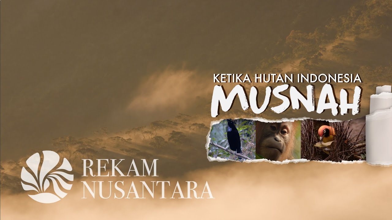 #NusantaraKaya | Ketika Hutan Indonesia Musnah
