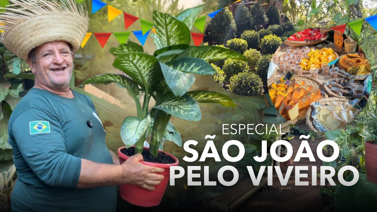 ESPECIAL SÃO JOÃO NO VIVEIRO - MUITAS NOVIDADES DE PLANTAS