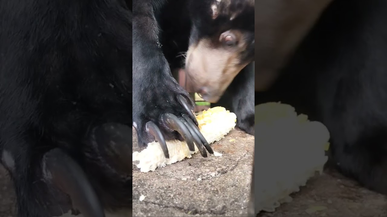 Sun Bear Eat Corn ‼️#sunbear #bear #animal #shortvideo #shorts