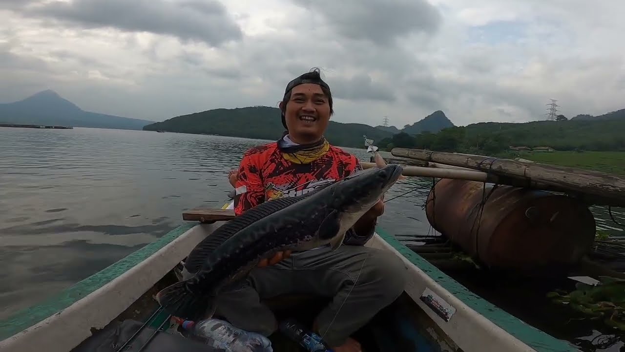 Toman hijau
