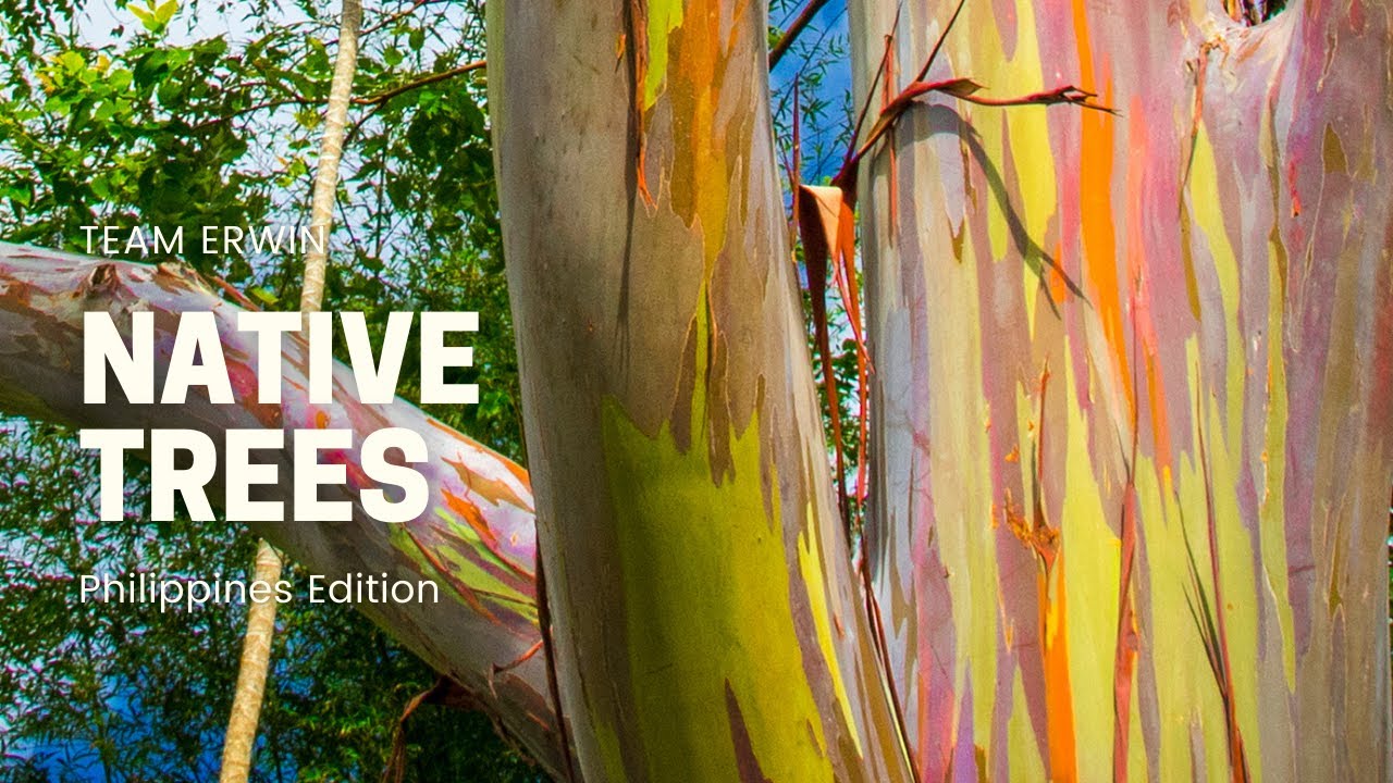 10 Native Trees in the Philippines