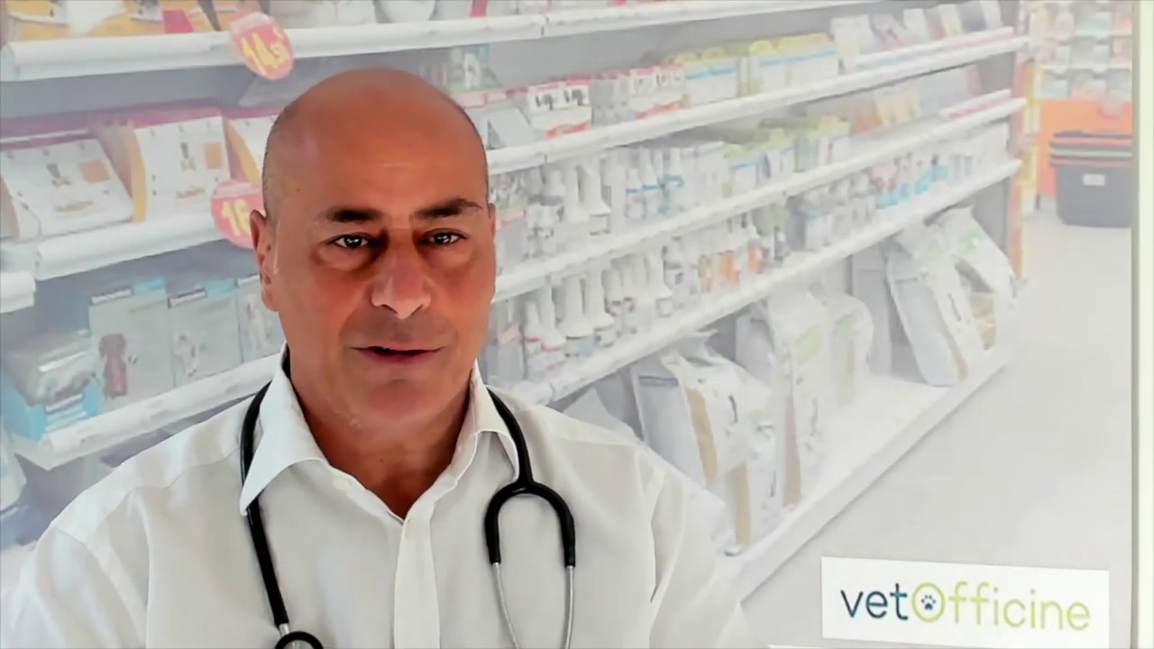 Conseil pharmacie : Infestation massive par les puces