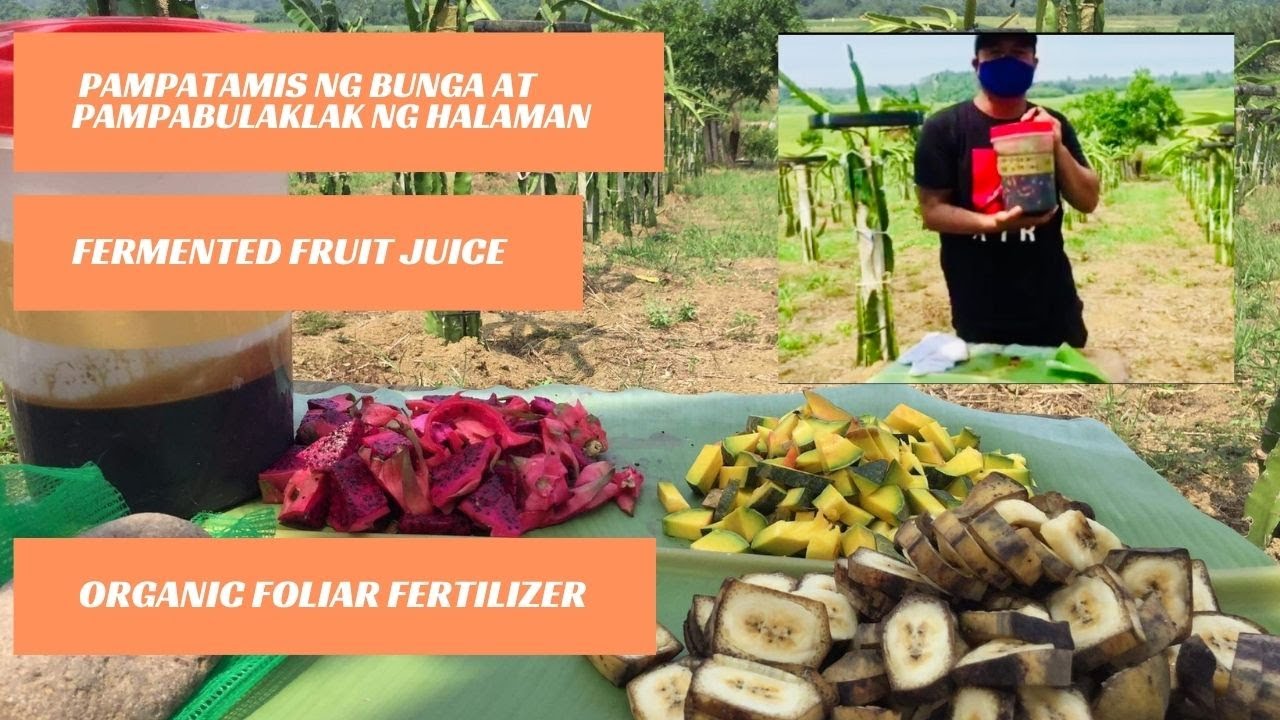 PAANO GUMAWA NG FERMENTED FRUIT JUICE | DRAGON FRUIT ORGANIC FERTILIZER | FFJ