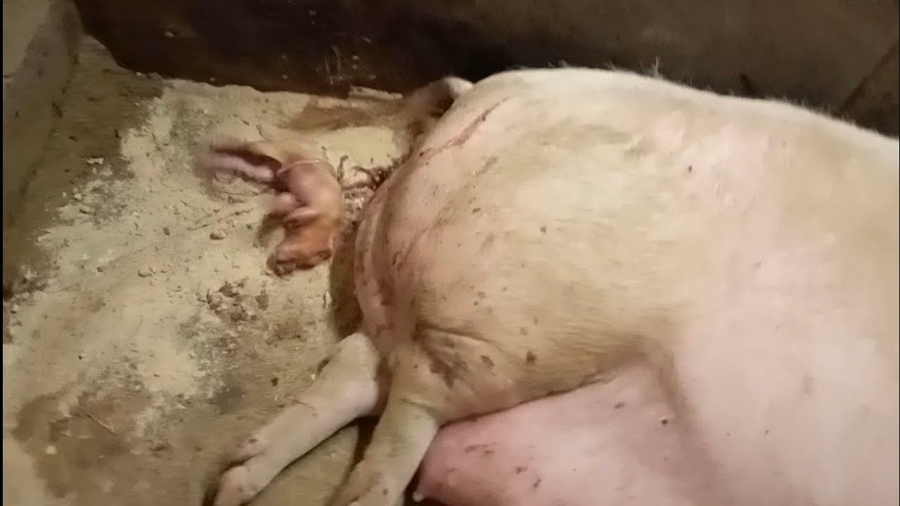 Очередной опорос не по-моему плану!🐷🐷🐷