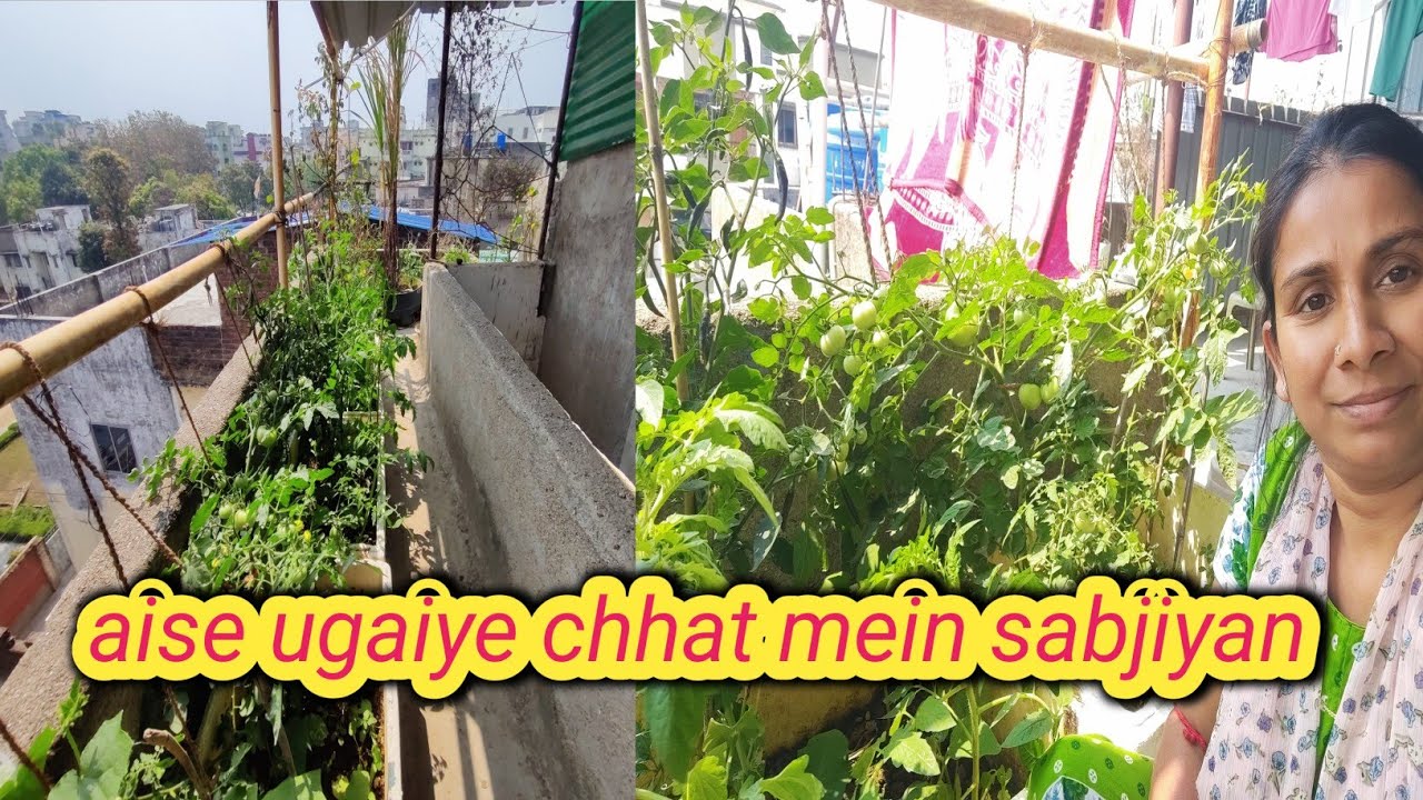 आज जो मैंने अपनी छत के बगीचे में देखा ना उसको देखकर दिल खुश हो गया !!