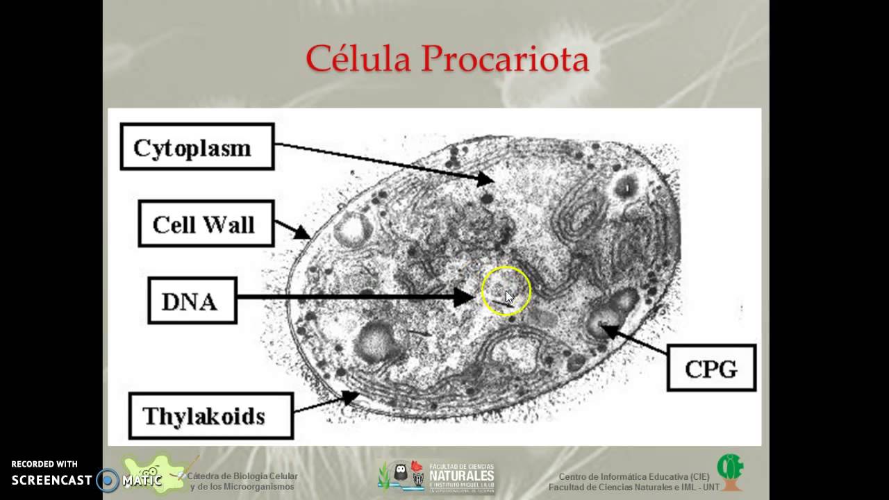 Cianobacterias