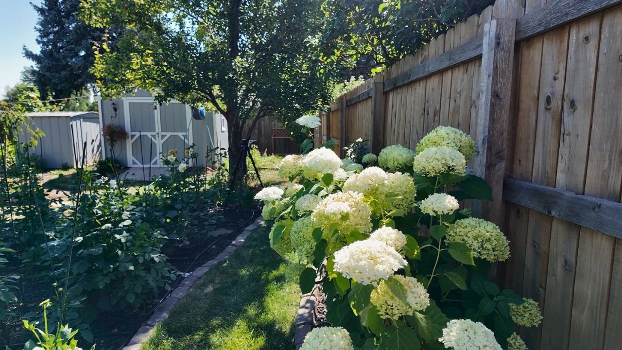 Expanding the Proven Winners Incrediball Hydrangea Hedge / Planting My Favorite Plant in the Garden