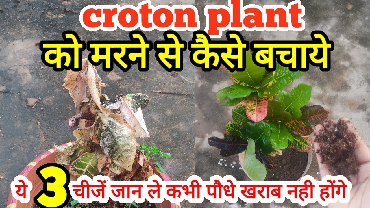 croton plant सुख जाए तो क्या करे |save dying croton plant|croton plant care, fertilizer, propagation