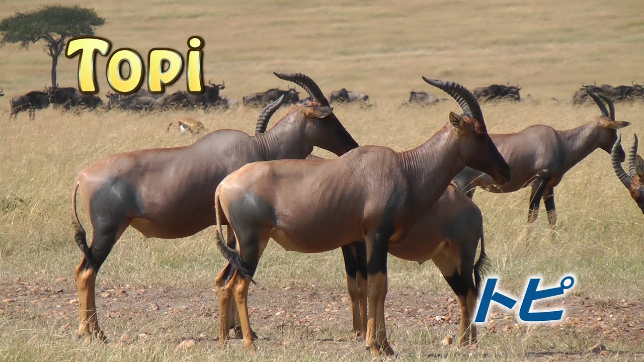 トピ　Topi　Africa Kenya Safari