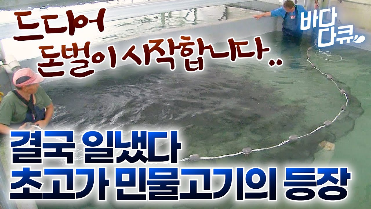 진짜 맛있는데 아무도 양식하는 법을 몰랐던 민물고기. 드디어 대량출하 성공 돈벌이 시작합니다 / 쏘가리 / #바다다큐
