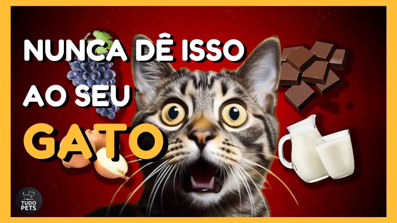 5 ALIMENTOS PROIBIDOS PARA GATOS
