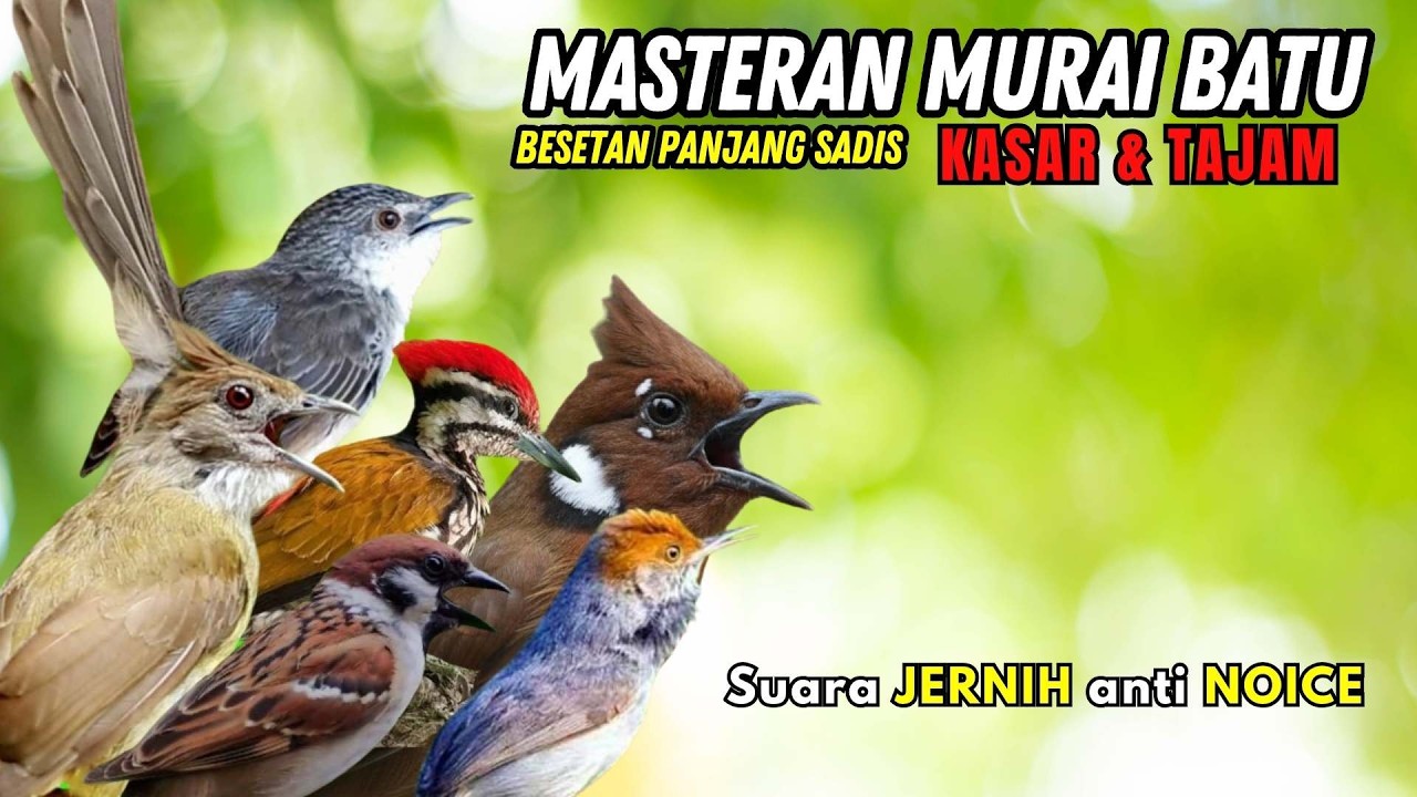 Masteran Murai Batu Full Isian Tembakan Materi Mewah Untuk Burung Lomba