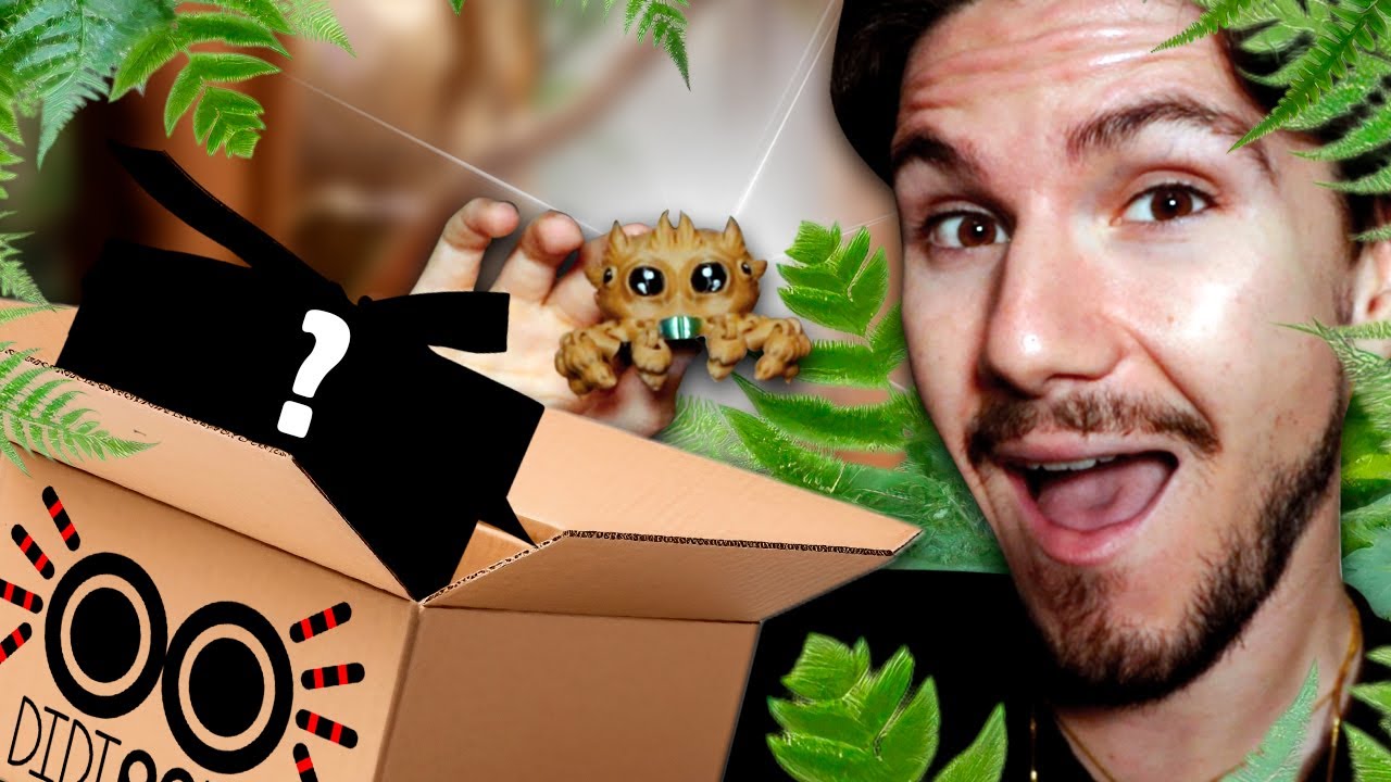 J'ai reçu un terrarium pour Phidippus pas comme les autres… (je suis choqué du colis)