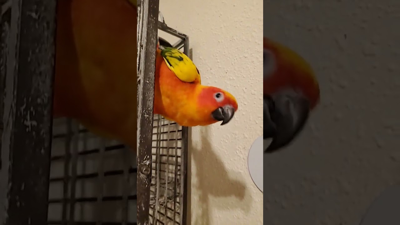Sun Conure likes sounds from Indian Ringneck