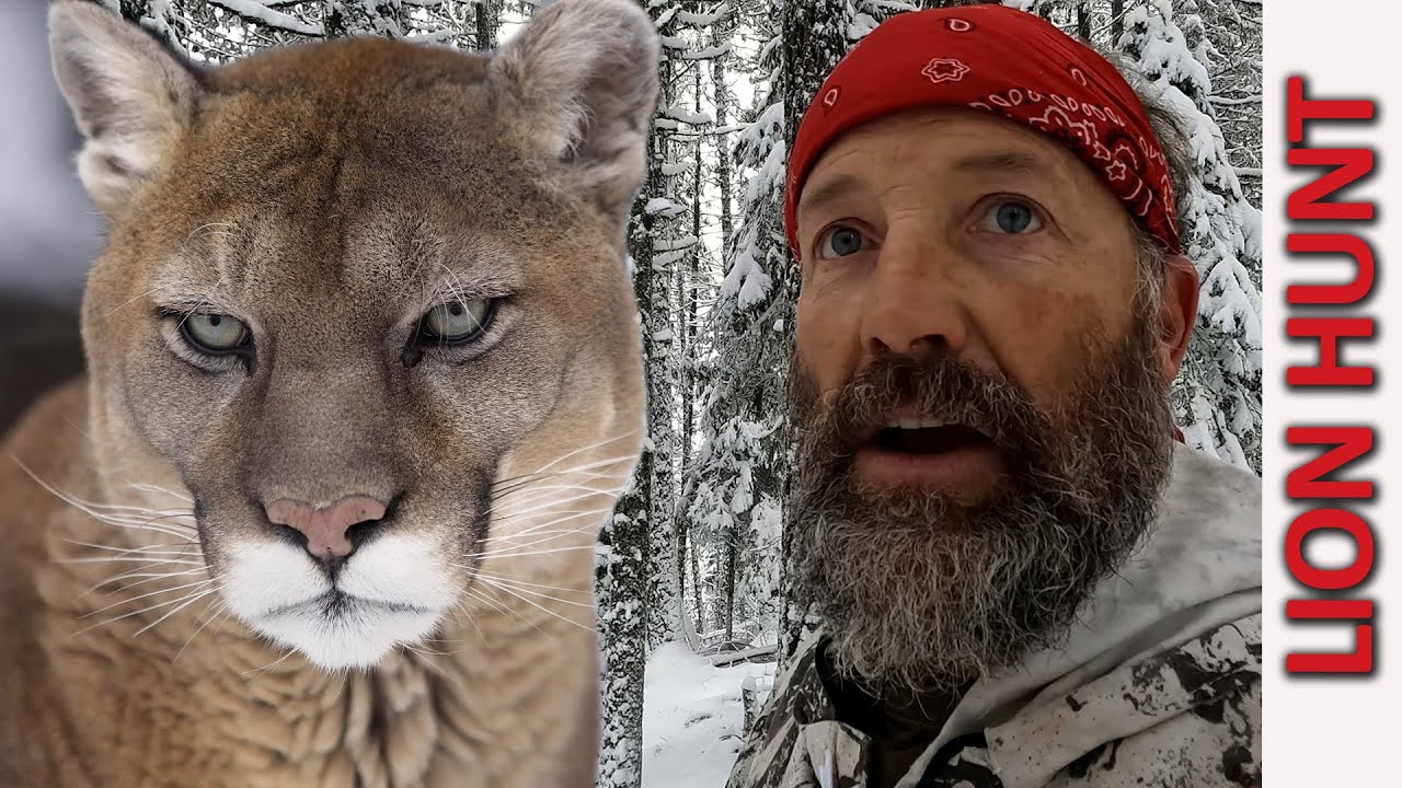 Hunting Mountain Lions with Recurve Bow