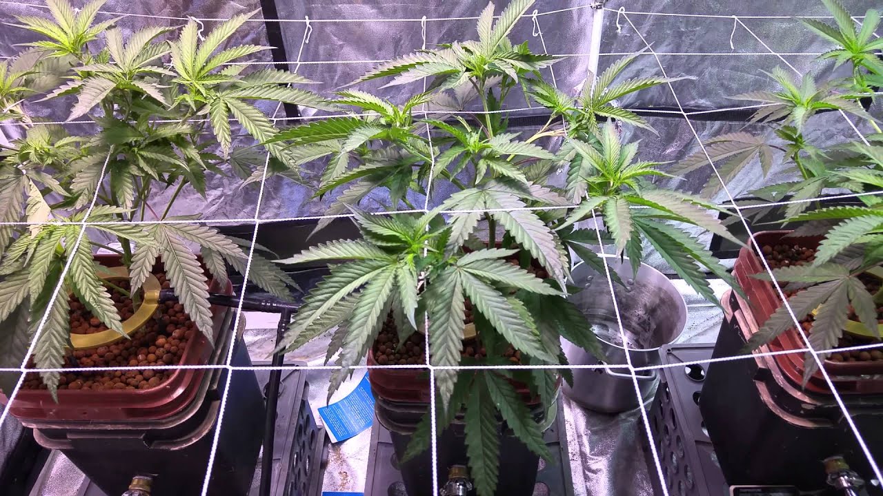 Chem4 OG Week 3 Veg