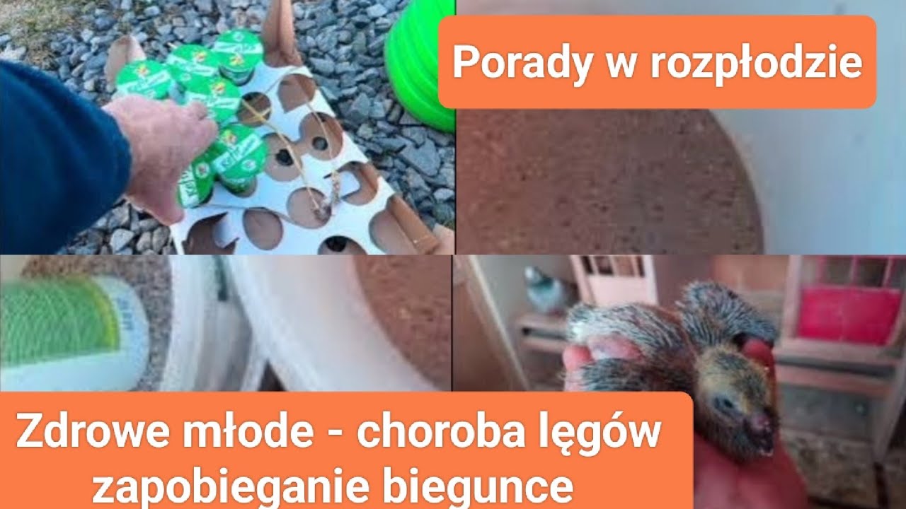 Zdrowy wychów młodych z cyklu TAJNE SZTUCZKI – Hodowcy (Mistrzowie) NIE CHCĄ, żebyś to wiedział!!!