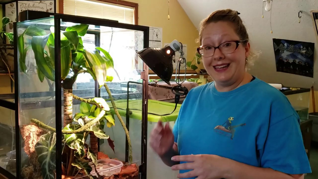 Giant Waxy Monkey Tree Frog 