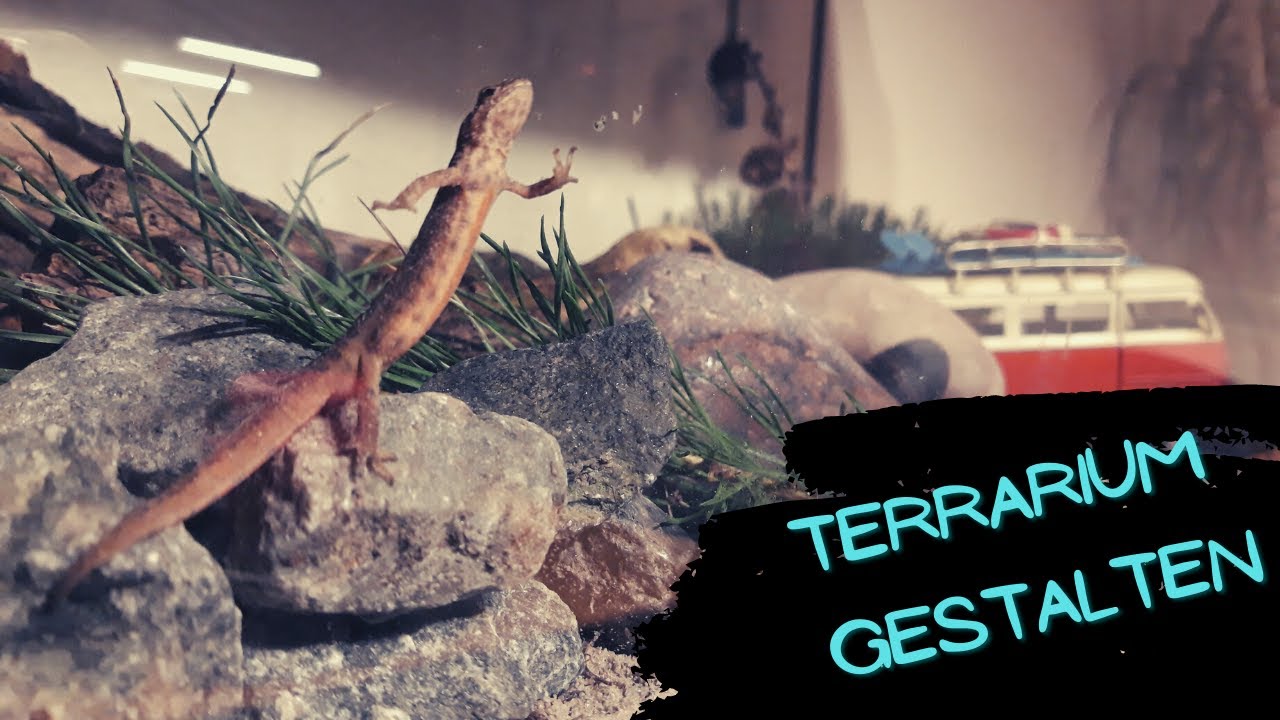 Wir bauen ein Terrarium | Heimische Eidechsen | Zauneidechse | Waldeidechse | Sieh&acute;s Lotta!