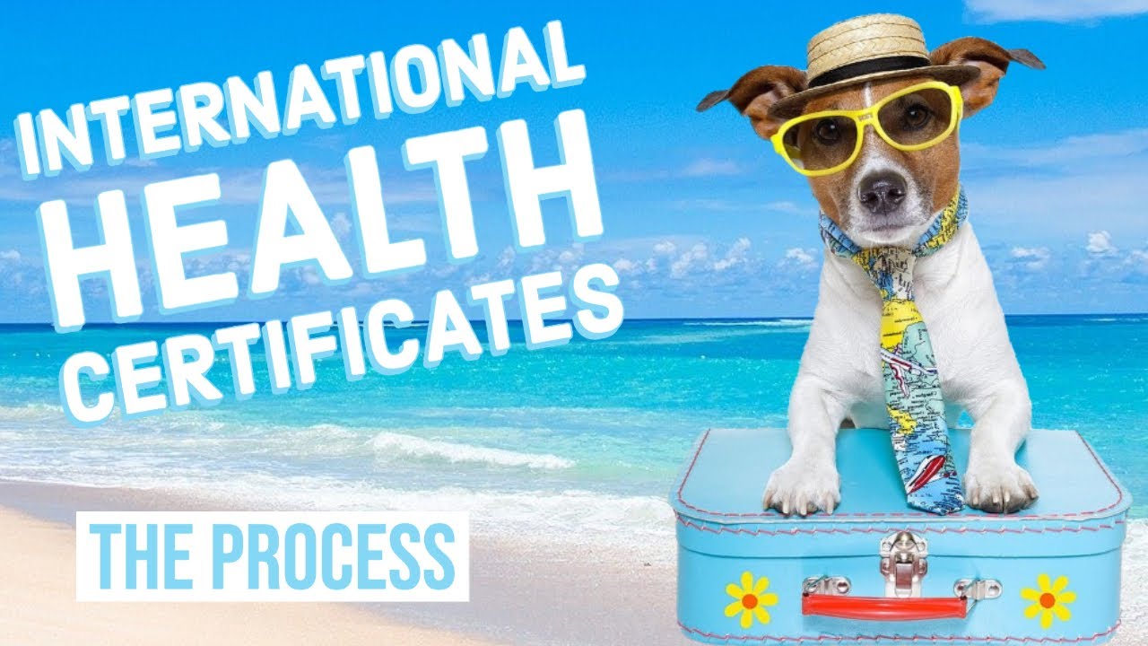 International Health Certificates | Traveling with Pets