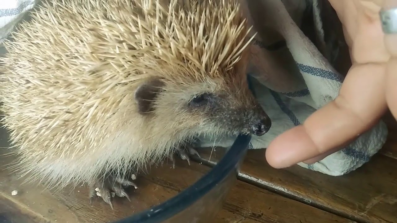 Sexado herizos