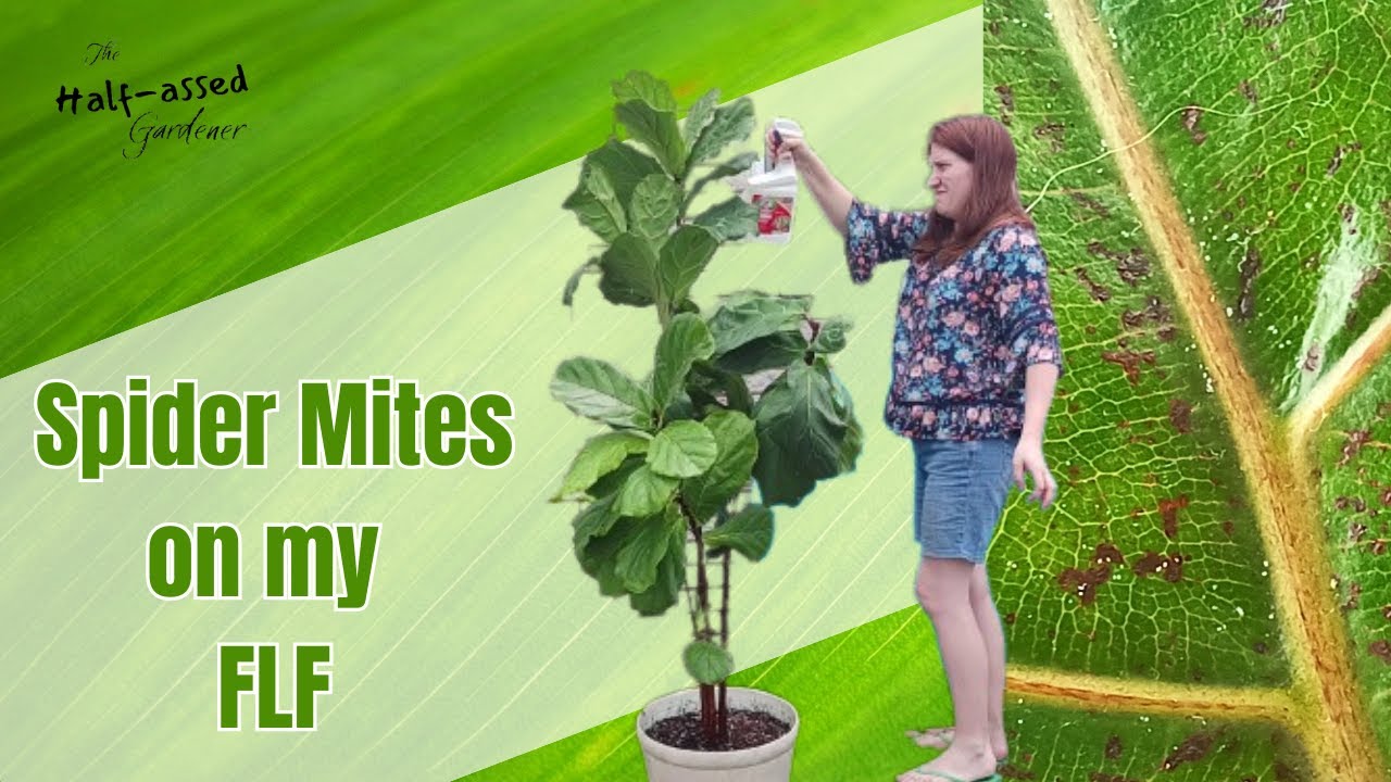 Treating My FLF For Spider Mites | A quick guide to fighting pests on house plants