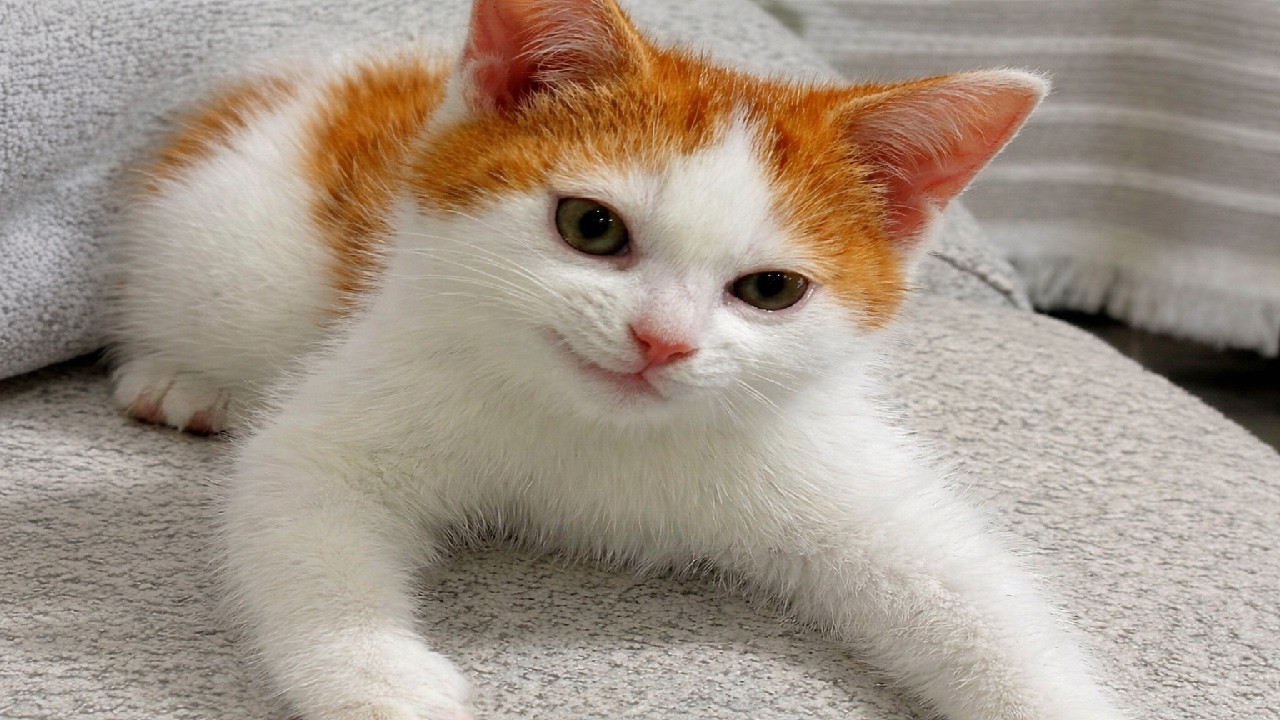 Cute, mischievous, and funny kittens 🤣 | Funny Moments Of Cats In Life 2026