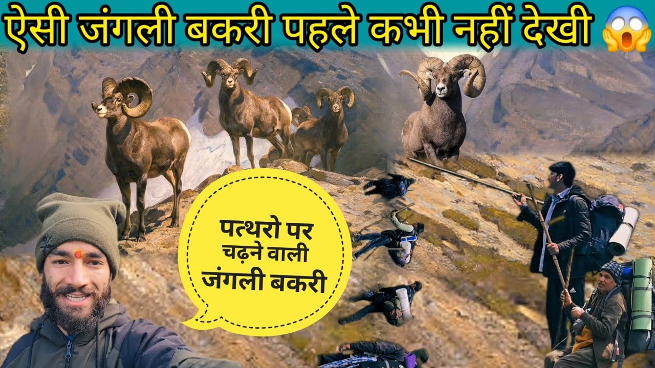 | khatling Glacier | Dangerous || जंगली भेड 😯😱|| Uttarakhand | camping episode: 2 #camping